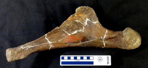 Edmontosaurus sp