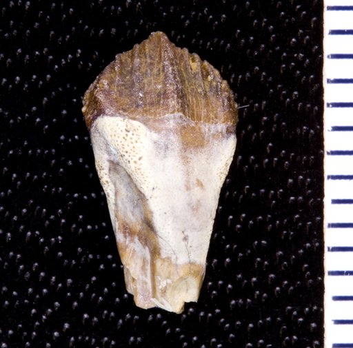 Thescelosaurus neglectus Gilmore, 1913