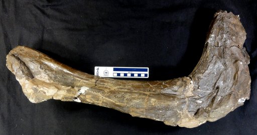 Lambeosaurus lambei Parks, 1923