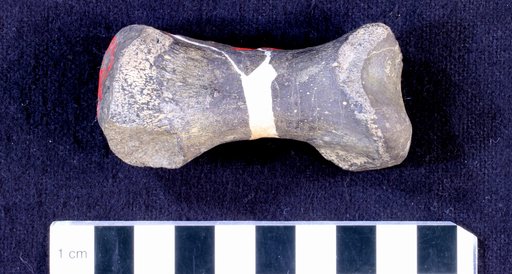 Camptosaurus sp