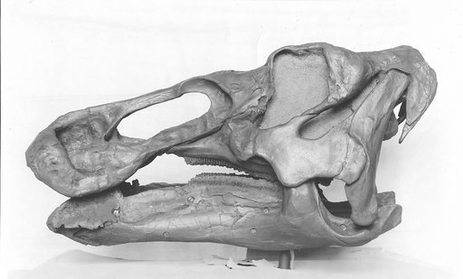Edmontosaurus regalis Lambe, 1917