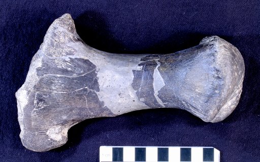 Camptosaurus sp