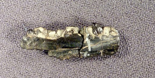 Dryosaurus altus (Marsh, 1878)