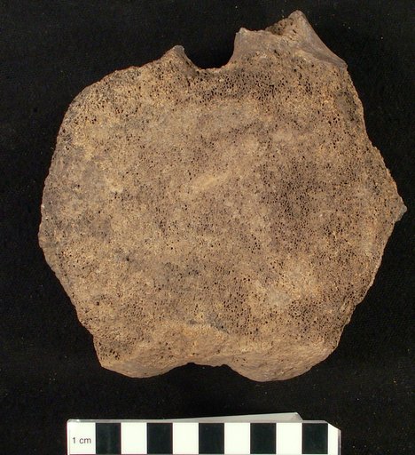 Hadrosaurus tripos Cope, 1869