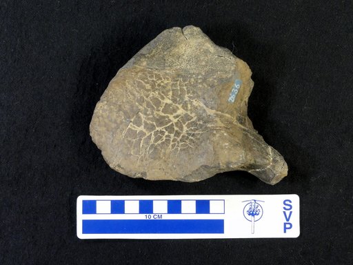 Camptosaurus sp