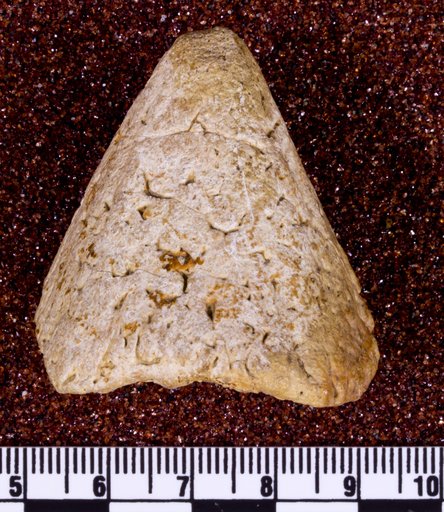 Genus indet. sp indet.
