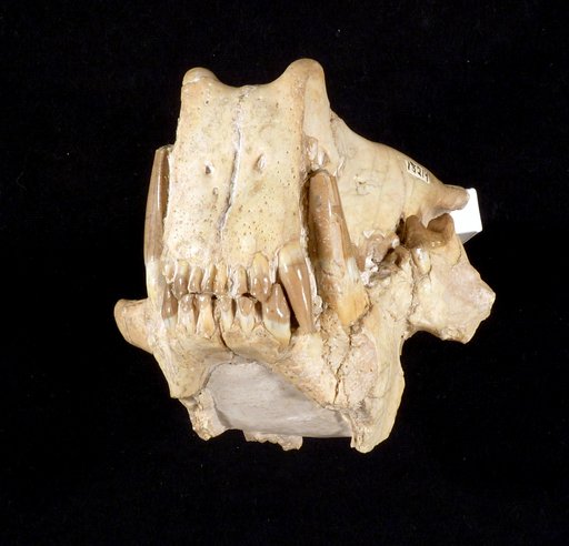 Dinictis felina Leidy