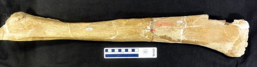 Edmontosaurus sp