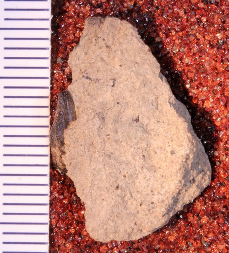 Dryosaurus ? sp