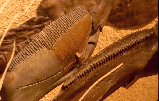 Edmontosaurus sp
