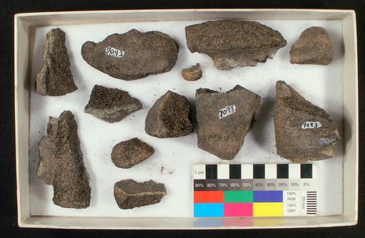 Hadrosaurus tripos Cope, 1869