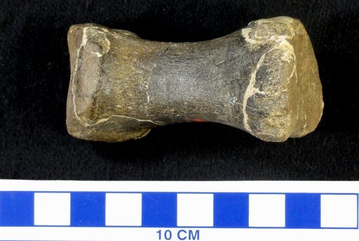 Camptosaurus sp
