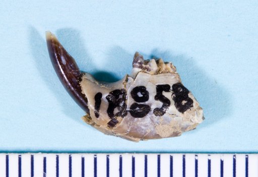 Prosciurus cf. relictus (Cope)