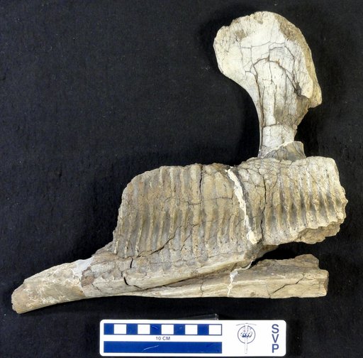 Parasaurolophus sp