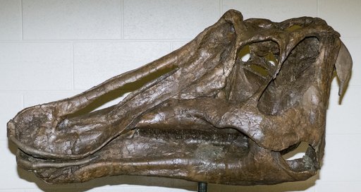 Prosaurolophus maximus Brown, 1916