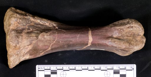 Corythosaurus sp