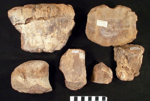 Hadrosaurus occidentalis Leidy, 1856