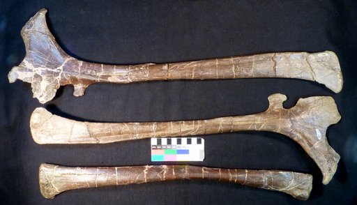 Corythosaurus sp