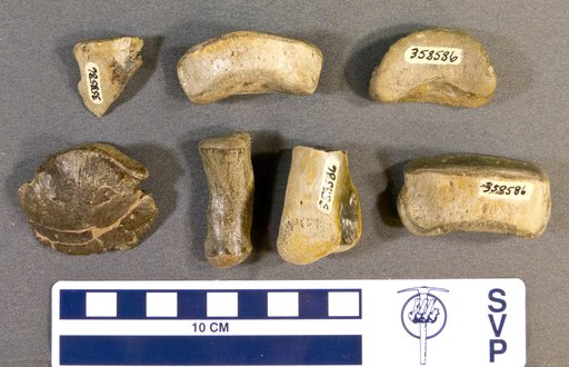 Corythosaurus sp