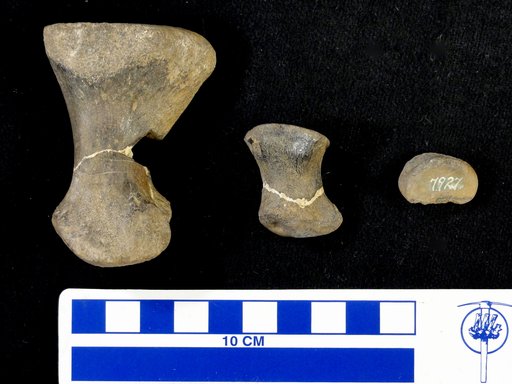 Stegosaurus sp
