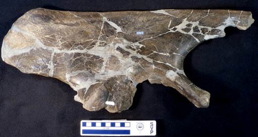 Camptosaurus dispar Marsh, 1879