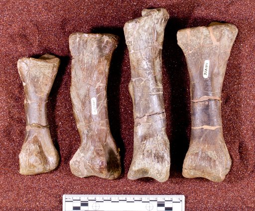 Kritosaurus sp