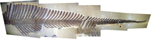 Parasaurolophus tubicen Wiman, 1931
