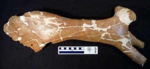 Edmontosaurus sp