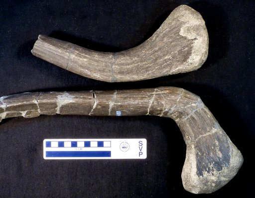 Camptosaurus dispar Marsh, 1879