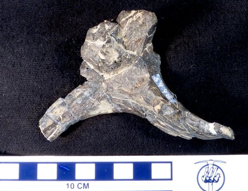 Camptosaurus dispar Marsh, 1879