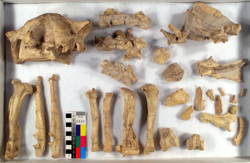 Hoplophoneus primaevus latidens Thorpe