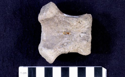Camptosaurus sp