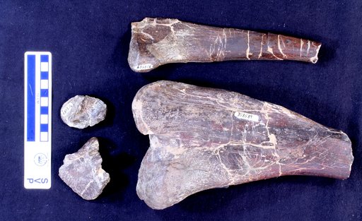 Corythosaurus sp