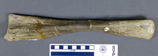Kritosaurus sp