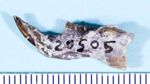 Paradjidaumo spokanensis White, 1954