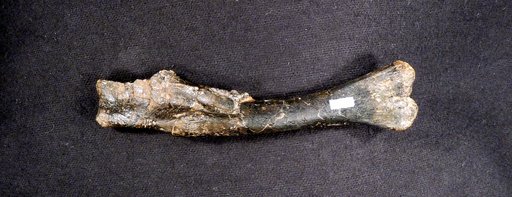 Dryosaurus altus (Marsh, 1878)
