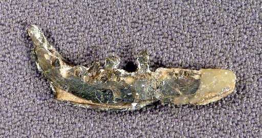 Othnielosaurus consors (Marsh, 1894)
