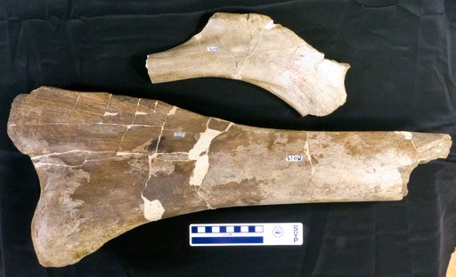 Edmontosaurus annectens (Marsh, 1892)