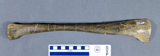 Kritosaurus sp