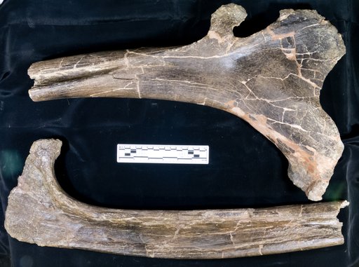 Corythosaurus sp