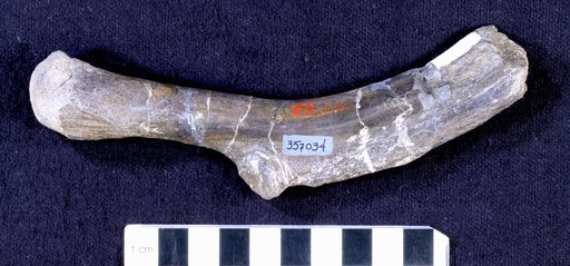 Camptosaurus sp