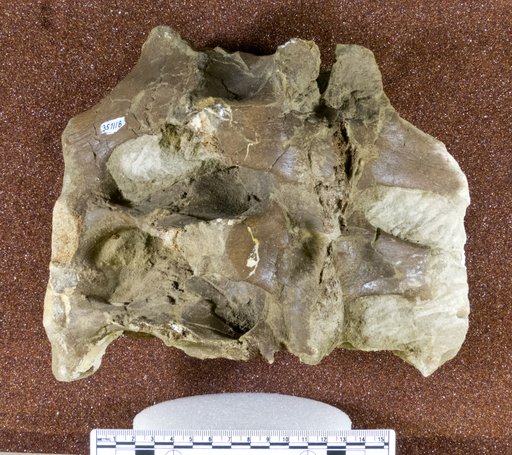 cf. Edmontosaurus sp