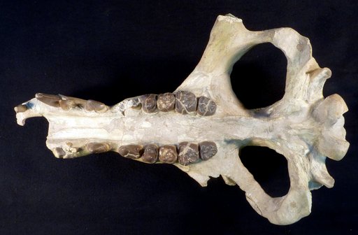 Archaeotherium mortoni Leidy, 1850