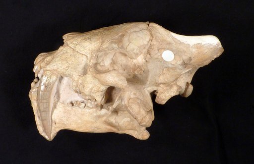 Hoplophoneus primaevus latidens Thorpe