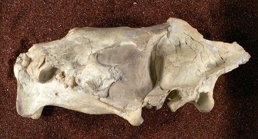 Hoplophoneus primaevus latidens Thorpe