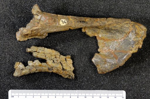Hypacrosaurus altispinus Brown, 1913