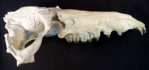 Archaeotherium sp