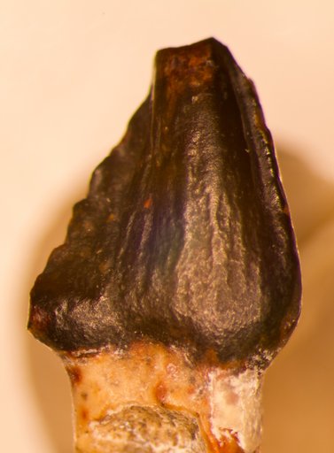 Pachycephalosaurus sp