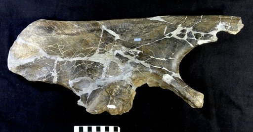 Camptosaurus nanus Marsh, 1894