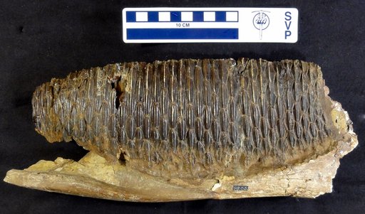 Edmontosaurus sp
